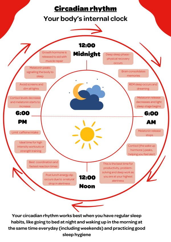 Circadian rhythm infographic