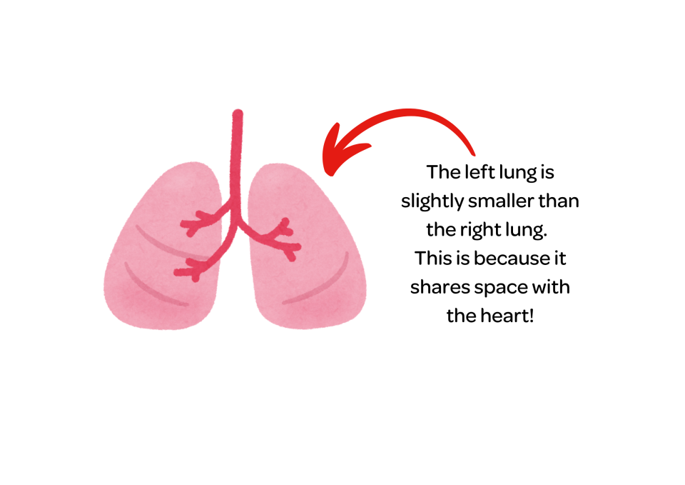 Lungs 2