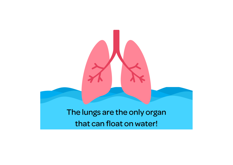 Lungs